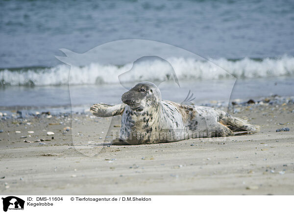 Kegelrobbe / grey seal / DMS-11604
