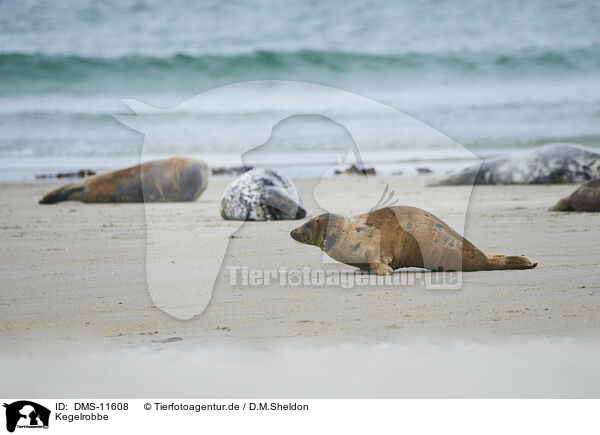Kegelrobbe / grey seal / DMS-11608