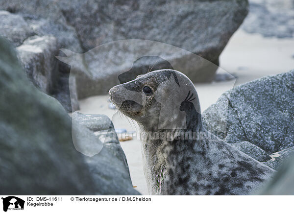 Kegelrobbe / grey seal / DMS-11611