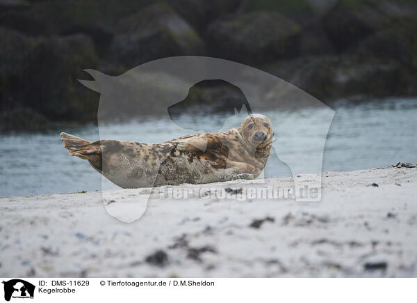 Kegelrobbe / grey seal / DMS-11629