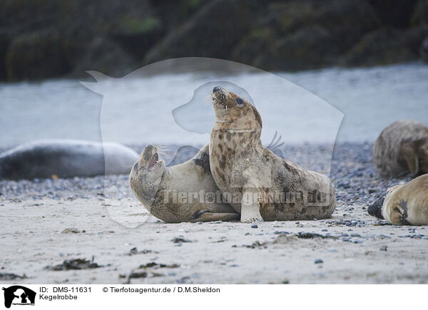Kegelrobbe / grey seal / DMS-11631