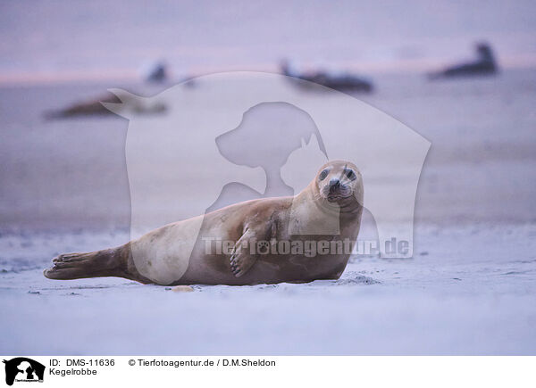 Kegelrobbe / grey seal / DMS-11636