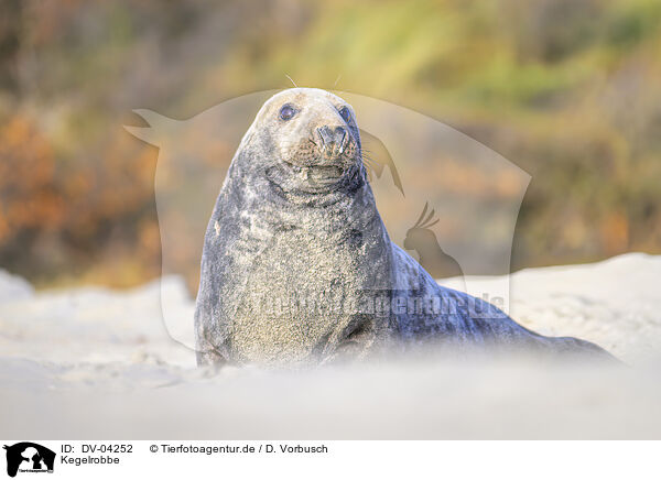 Kegelrobbe / grey seal / DV-04252