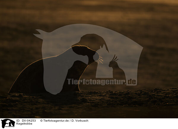 Kegelrobbe / grey seal / DV-04253