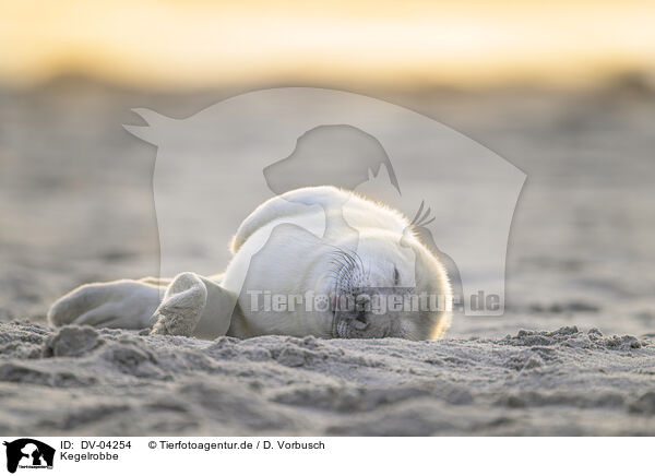 Kegelrobbe / DV-04254