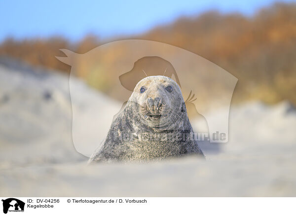 Kegelrobbe / DV-04256
