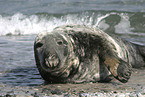 Kegelrobbe liegt am Strand