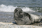 Kegelrobbe liegt am Strand