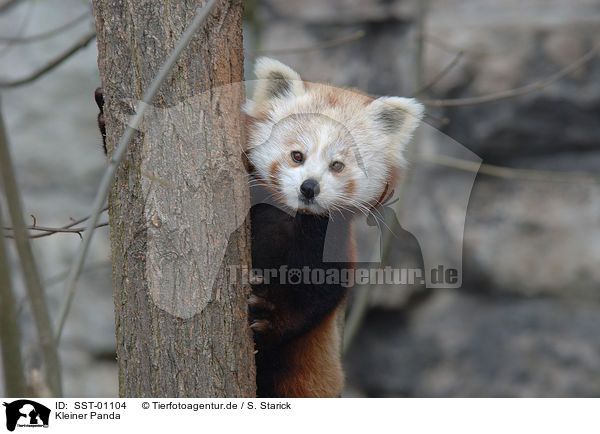 Kleiner Panda / lesser panda / SST-01104