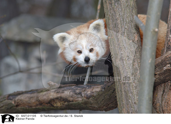 Kleiner Panda / lesser panda / SST-01105