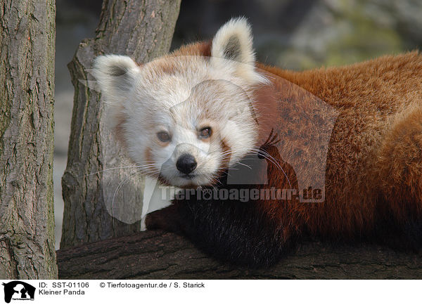 Kleiner Panda / lesser panda / SST-01106