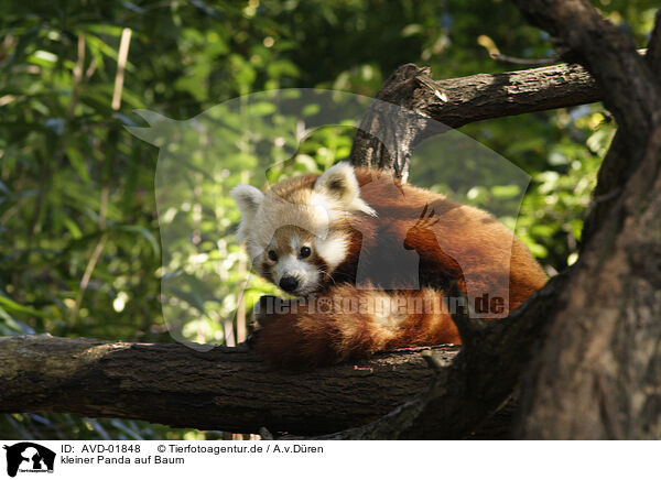kleiner Panda auf Baum / AVD-01848