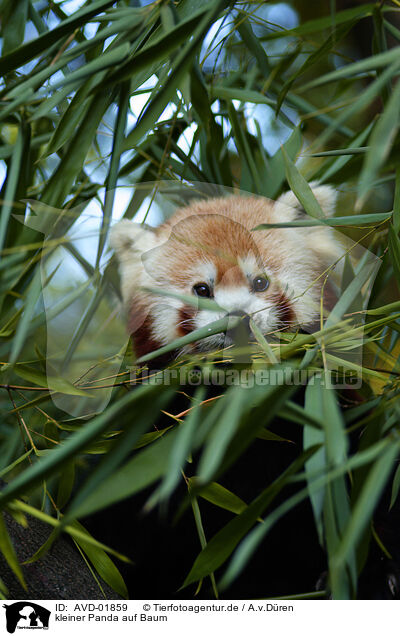 kleiner Panda auf Baum / AVD-01859