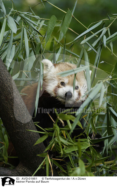 kleiner Panda auf Baum / AVD-01861