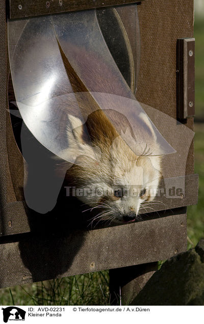 Kleiner Panda / lesser Panda / AVD-02231