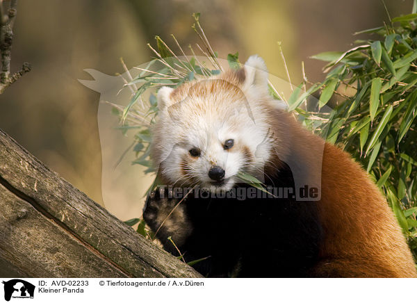 Kleiner Panda / lesser Panda / AVD-02233