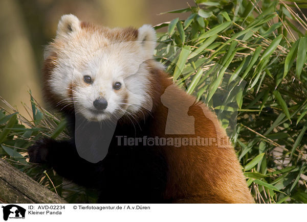 Kleiner Panda / lesser Panda / AVD-02234