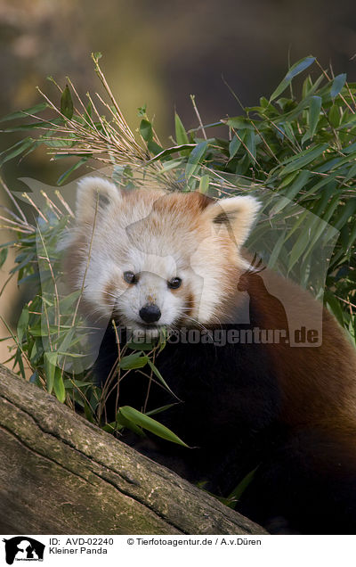 Kleiner Panda / AVD-02240