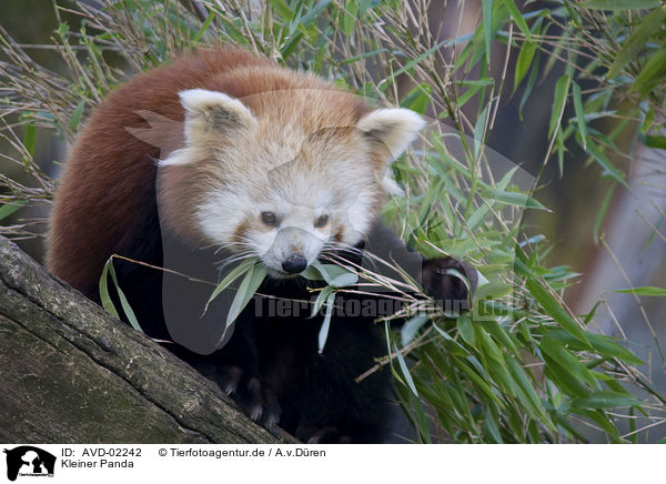 Kleiner Panda / lesser Panda / AVD-02242