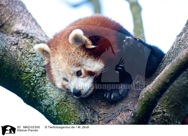 Kleiner Panda / MAZ-02300