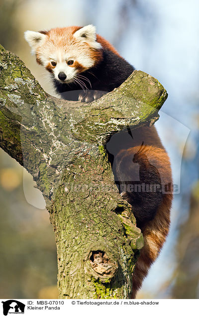 Kleiner Panda / MBS-07010