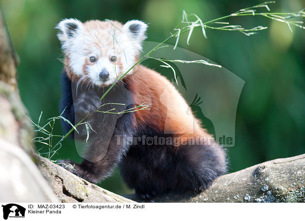 Kleiner Panda / MAZ-03423