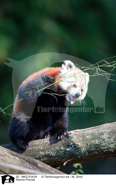 Kleiner Panda / lesser red panda / MAZ-03426