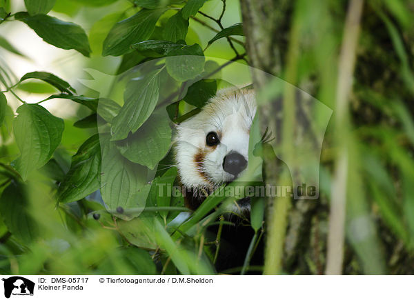 Kleiner Panda / DMS-05717