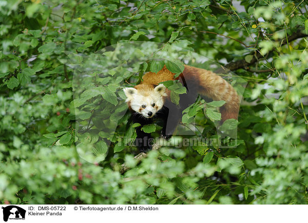 Kleiner Panda / lesser panda / DMS-05722