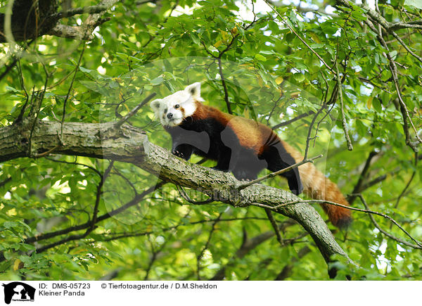 Kleiner Panda / DMS-05723