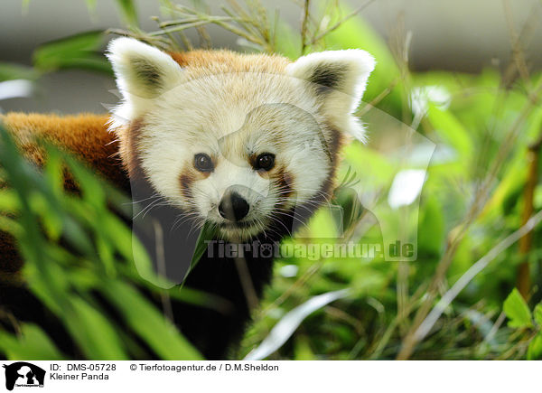 Kleiner Panda / DMS-05728