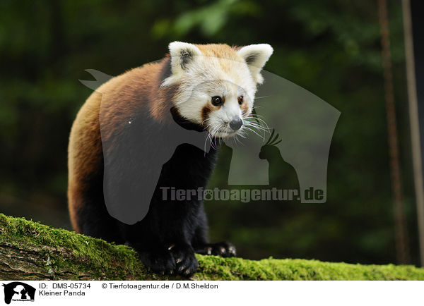 Kleiner Panda / DMS-05734