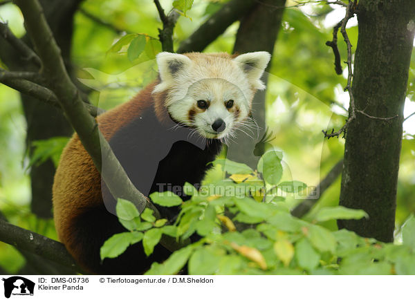 Kleiner Panda / lesser panda / DMS-05736