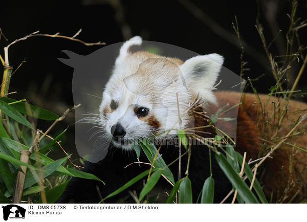 Kleiner Panda / DMS-05738
