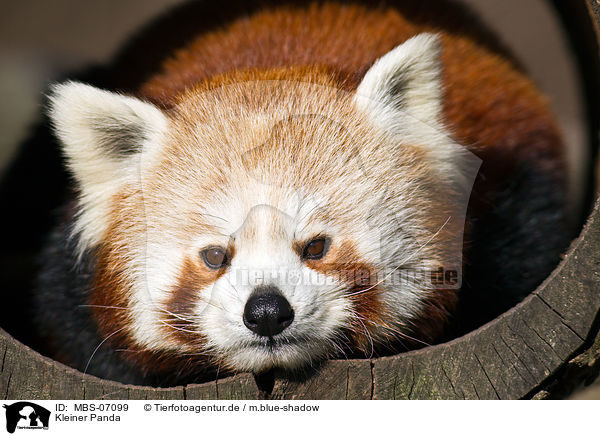 Kleiner Panda / MBS-07099