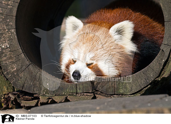 Kleiner Panda / MBS-07103