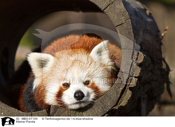 Kleiner Panda / MBS-07104