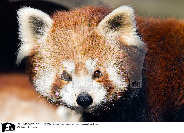 Kleiner Panda / MBS-07106