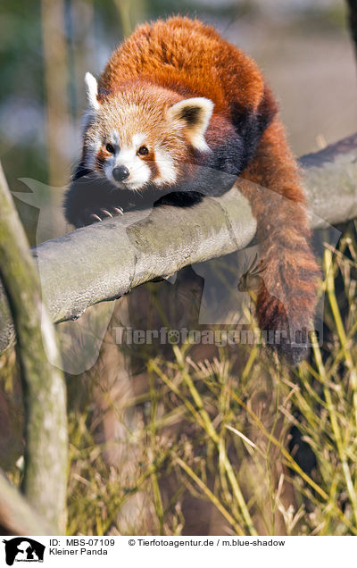 Kleiner Panda / MBS-07109