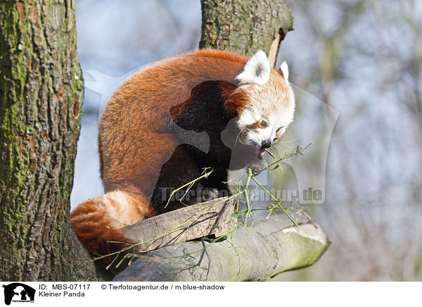 Kleiner Panda / MBS-07117