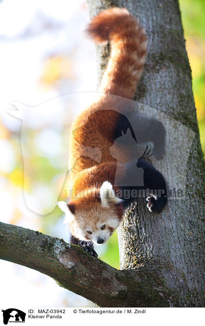 Kleiner Panda / lesser panda / MAZ-03942