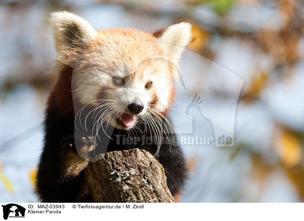 Kleiner Panda / lesser panda / MAZ-03943