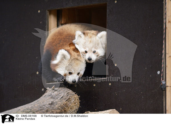 Kleine Pandas / lesser pandas / DMS-08168