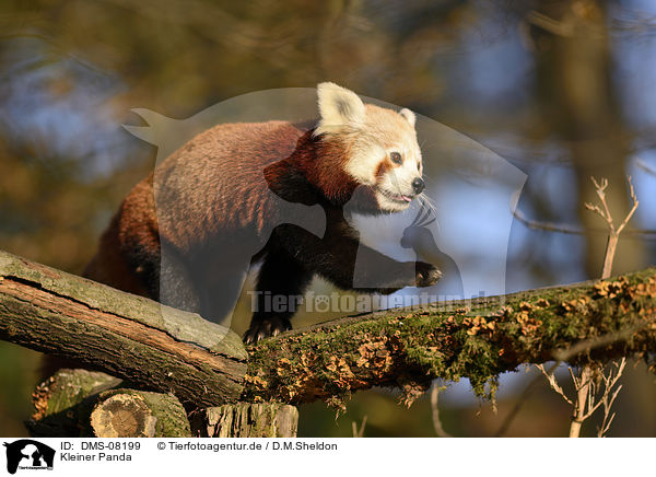 Kleiner Panda / DMS-08199