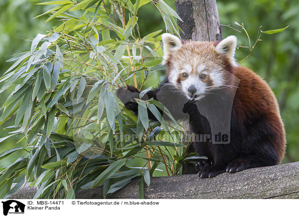 Kleiner Panda / MBS-14471