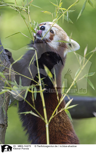 Kleiner Panda / lesser panda / MBS-14475