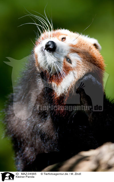 Kleiner Panda / MAZ-04985