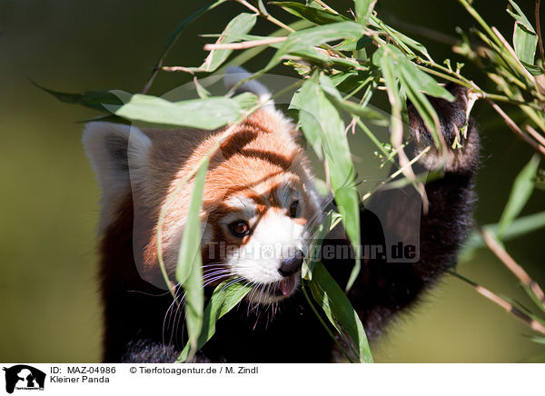 Kleiner Panda / MAZ-04986