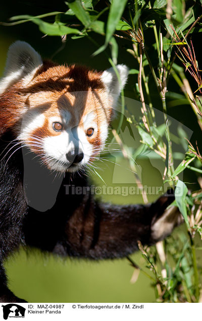 Kleiner Panda / MAZ-04987