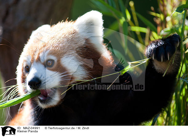 Kleiner Panda / MAZ-04991